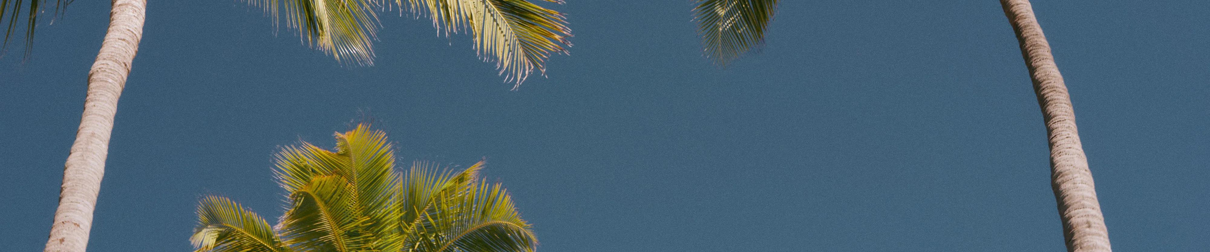 Palm trees and sky