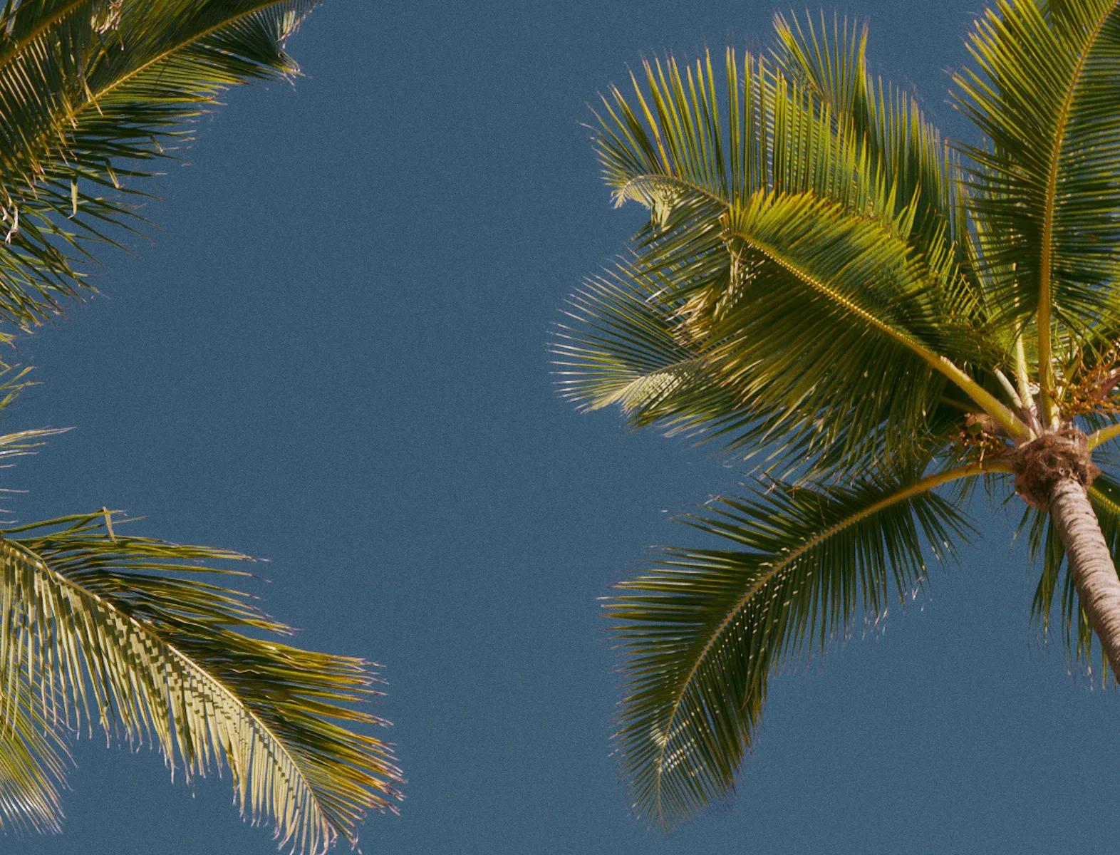 Palm trees and sky